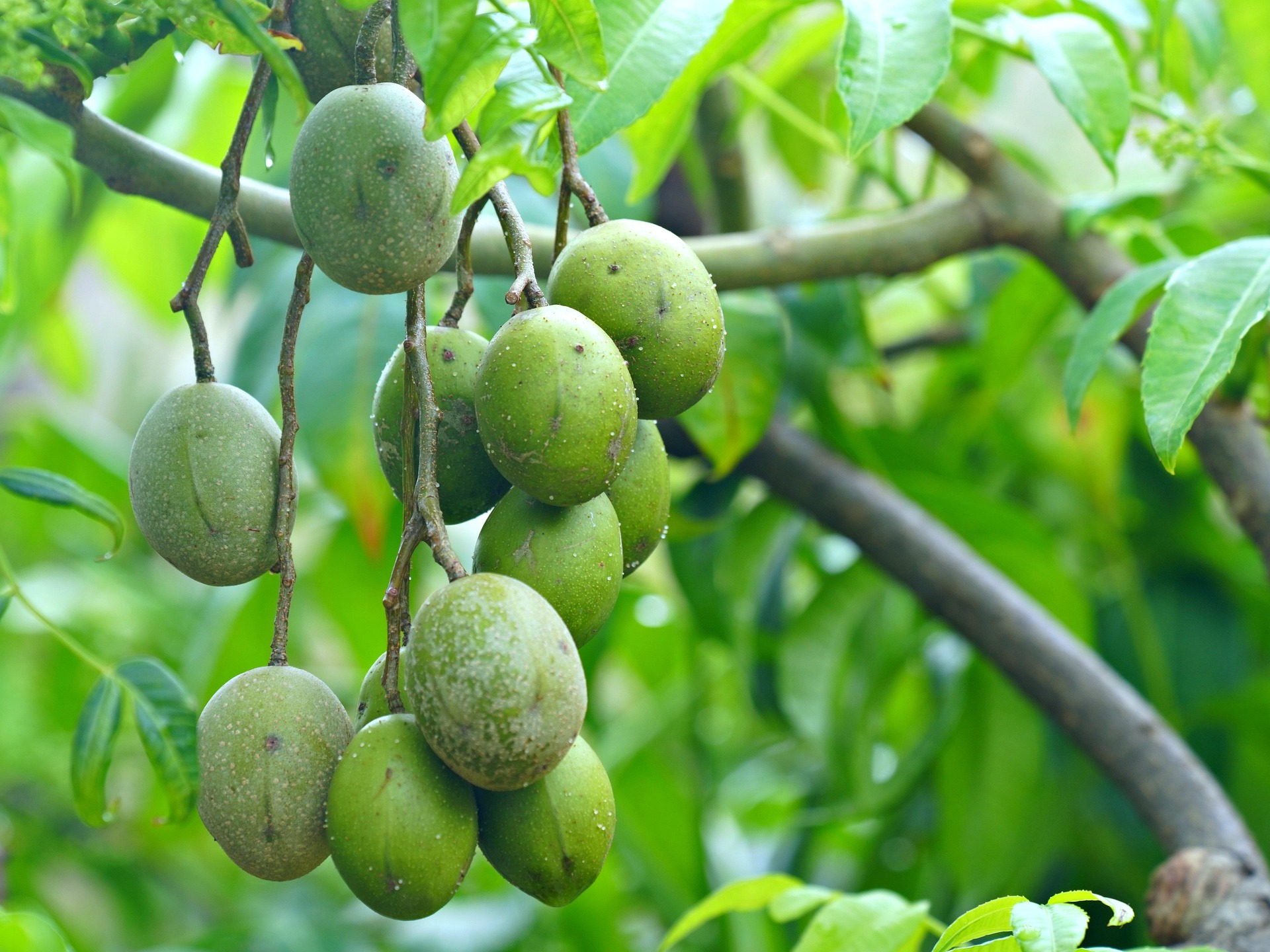 fruit-8573858_1920
