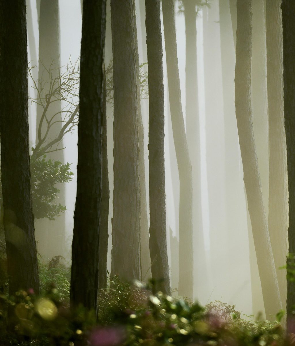 pine-7171768_1920